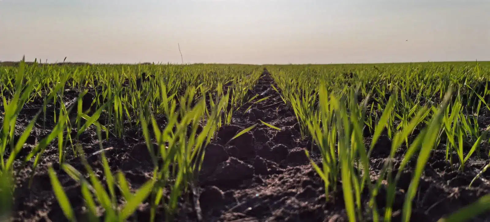 culturi de toamna,eurocereal,fertilizant,biostimulare,fertilizare,cereale păioase,rapiță,protecția fosforului