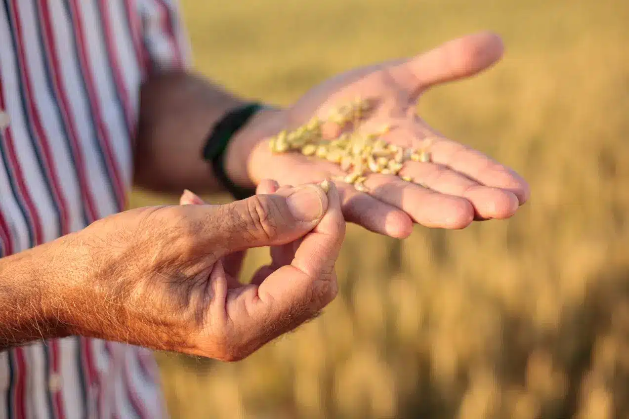 culturi de toamna,eurocereal,fertilizant,biostimulare,fertilizare,cereale păioase,rapiță,protecția fosforului