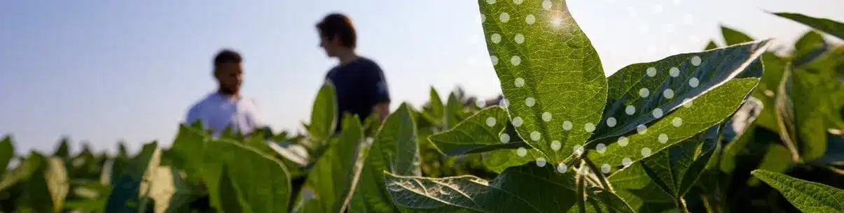 culturi de toamna,eurocereal,fertilizant,biostimulare,fertilizare,cereale păioase,rapiță,protecția fosforului