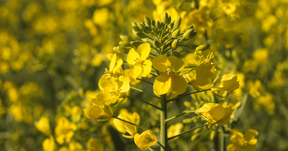 culturi de toamna,eurocereal,fertilizant,biostimulare,fertilizare,cereale păioase,rapiță,protecția fosforului