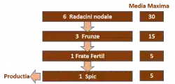 Înfrățirea la grâu