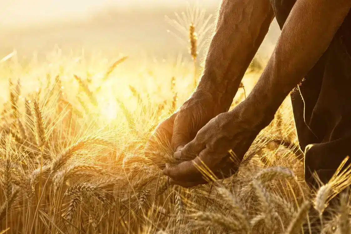 culturi de toamna,eurocereal,fertilizant,biostimulare,fertilizare,cereale păioase,rapiță,protecția fosforului