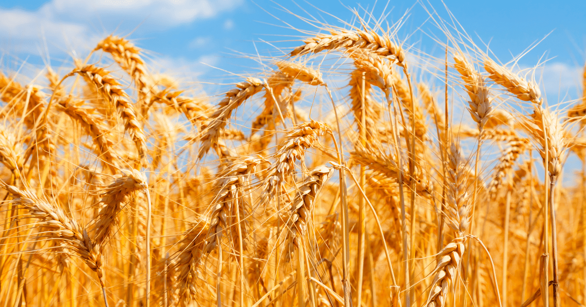 culturi de toamna,eurocereal,fertilizant,biostimulare,fertilizare,cereale păioase,rapiță,protecția fosforului