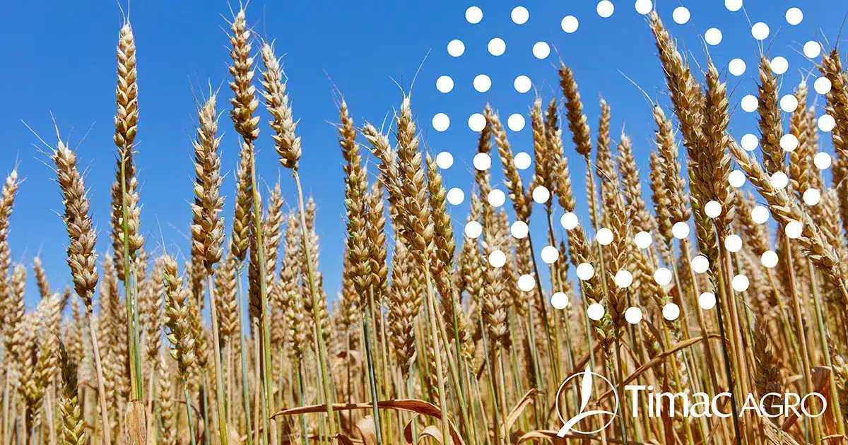 culturi de toamna,eurocereal,fertilizant,biostimulare,fertilizare,cereale păioase,rapiță,protecția fosforului