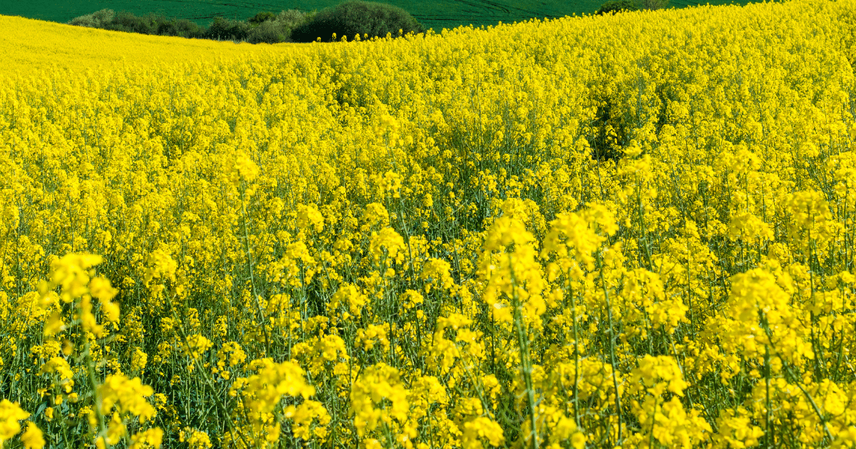 culturi de toamna,eurocereal,fertilizant,biostimulare,fertilizare,cereale păioase,rapiță,protecția fosforului