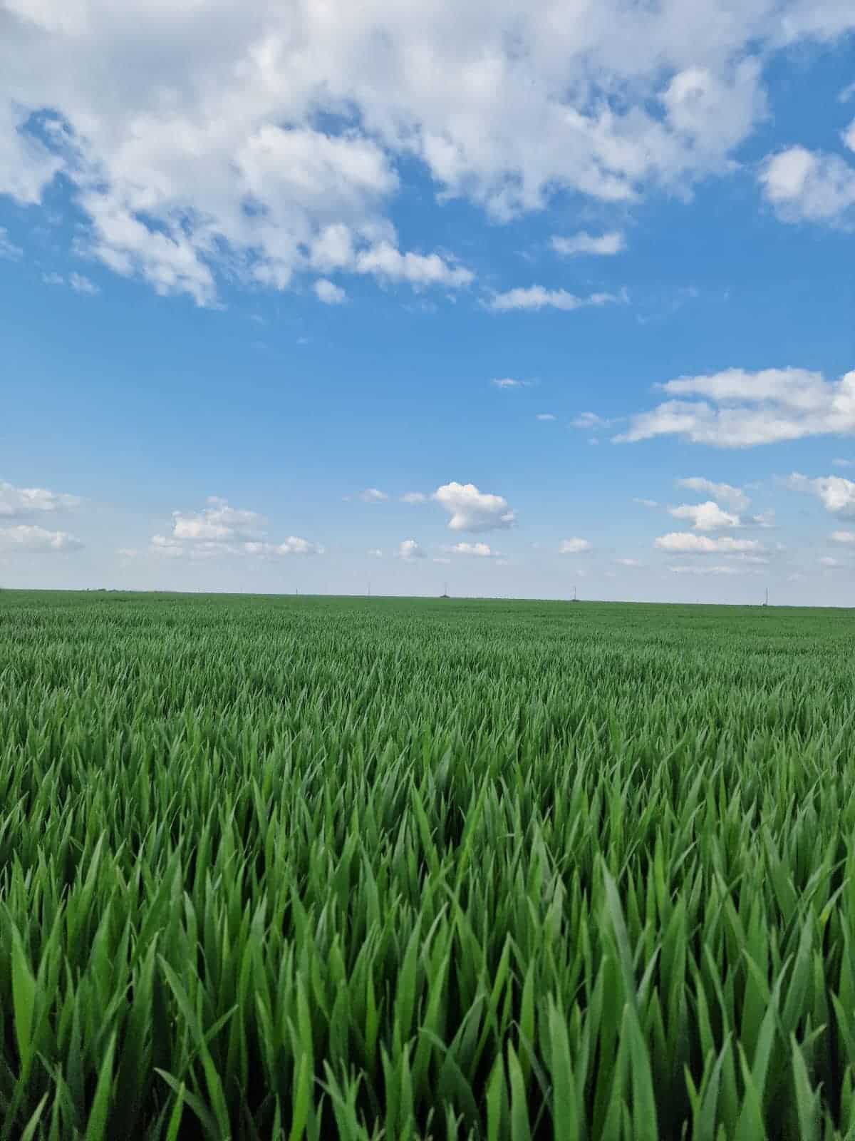 culturi de toamna,eurocereal,fertilizant,biostimulare,fertilizare,cereale păioase,rapiță,protecția fosforului