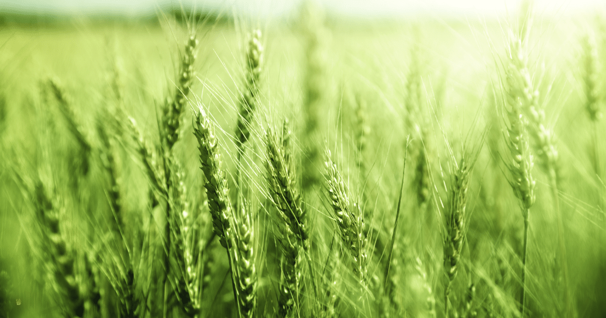 culturi de toamna,eurocereal,fertilizant,biostimulare,fertilizare,cereale păioase,rapiță,protecția fosforului