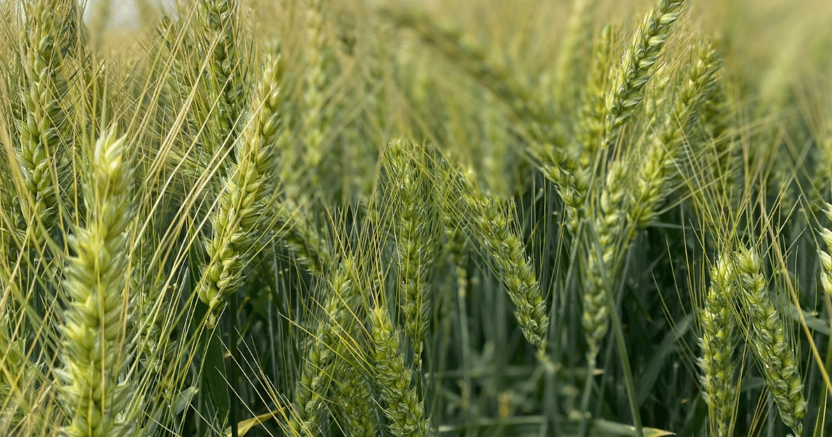 culturi de toamna,eurocereal,fertilizant,biostimulare,fertilizare,cereale păioase,rapiță,protecția fosforului