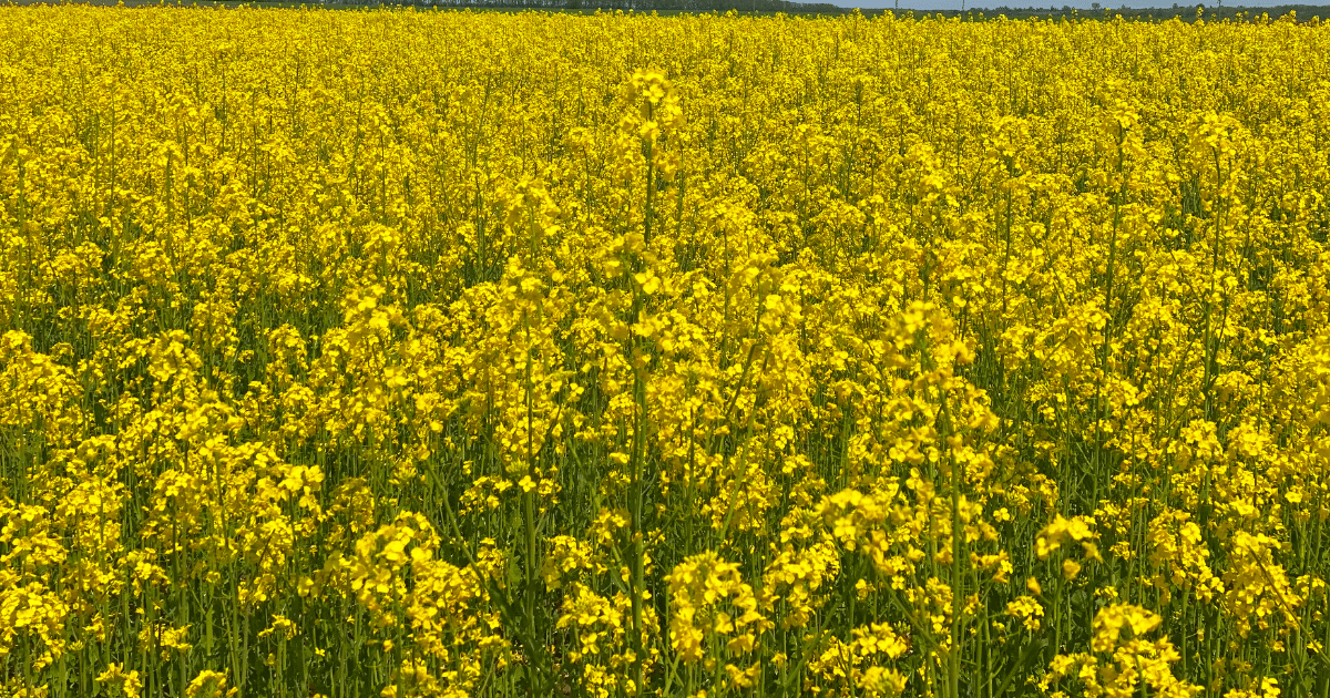 culturi de toamna,eurocereal,fertilizant,biostimulare,fertilizare,cereale păioase,rapiță,protecția fosforului