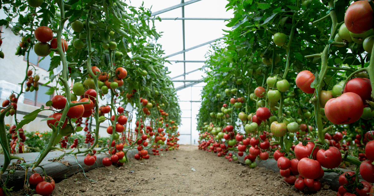 Sera de tomate