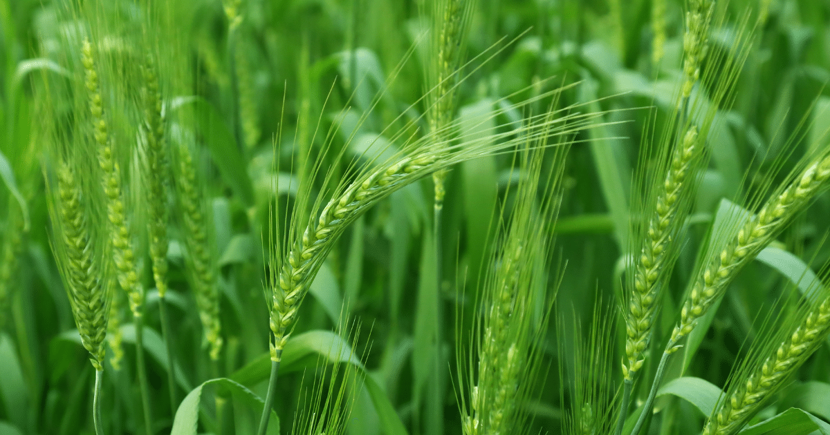 culturi de toamna,eurocereal,fertilizant,biostimulare,fertilizare,cereale păioase,rapiță,protecția fosforului