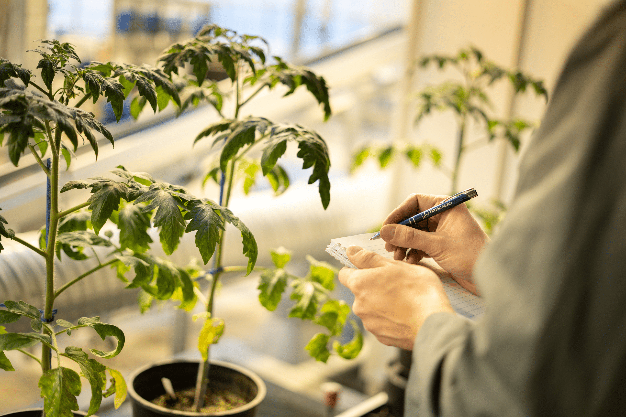plante de tomate și o persoană care deține un stilou și notebook
