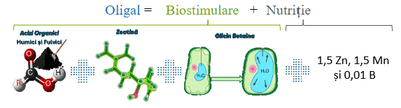 Acțiunea-Oligal