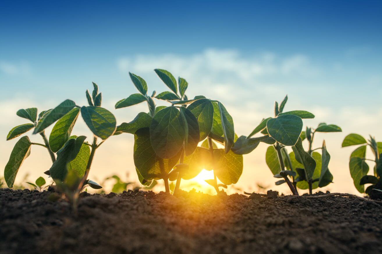 Nutritia plantelorstreamer image