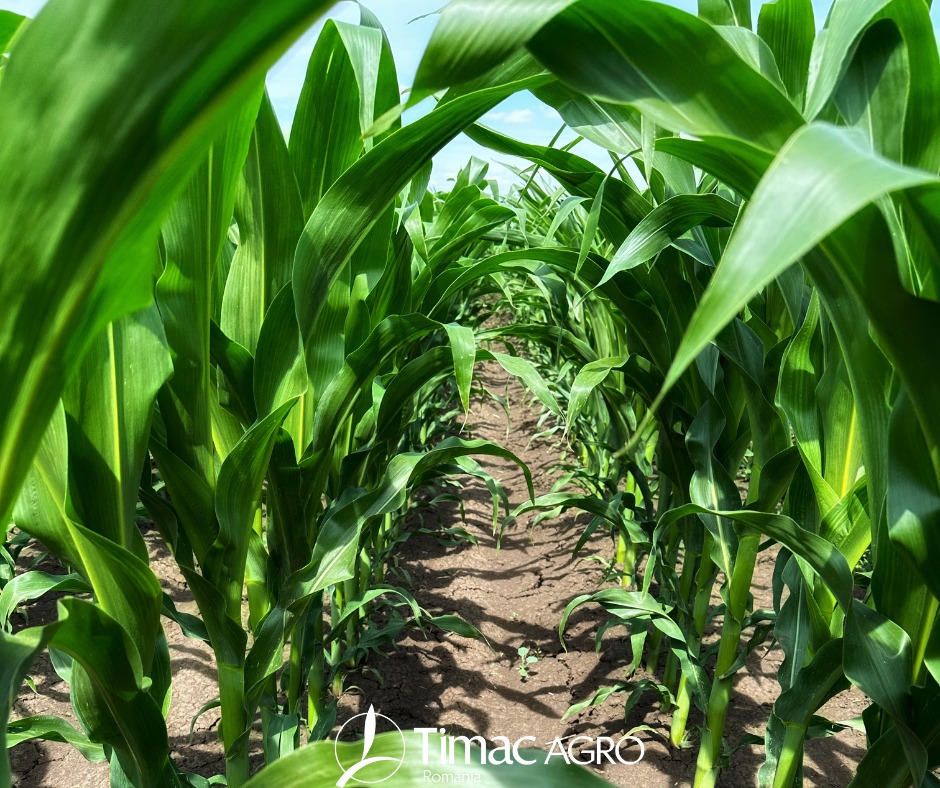 488709755 1222474683215714 3376783929574584989 n