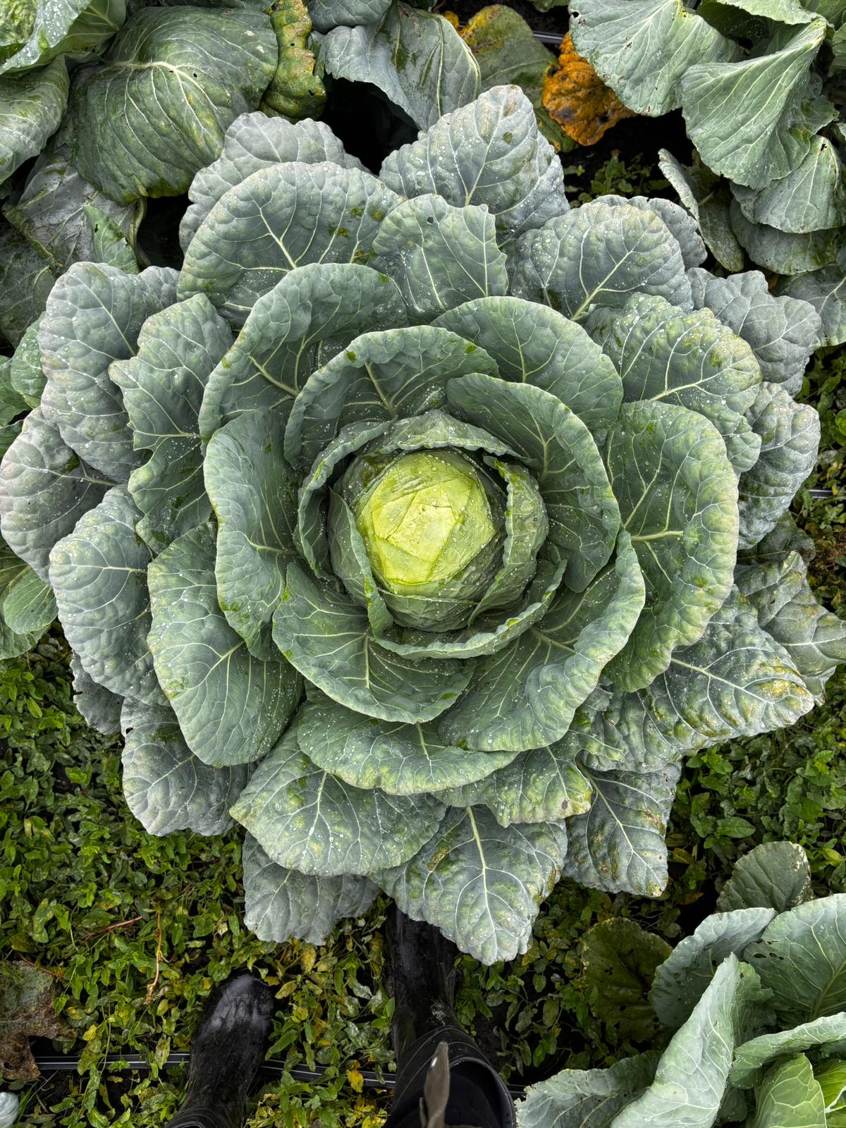 Schemă de fertilizare pentru cultura de varză