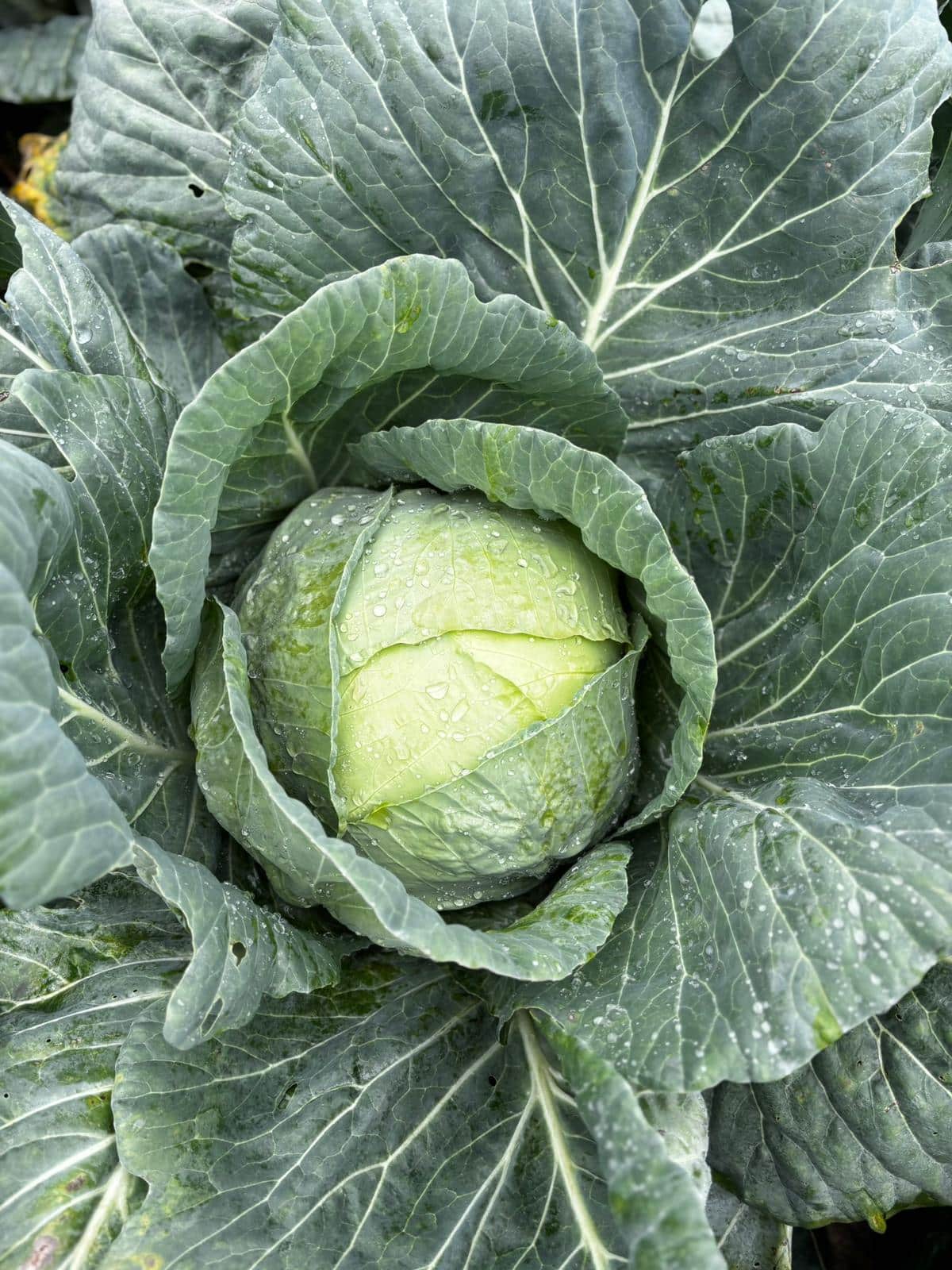 whatsapp image 2025 10 22 at 08.56.54