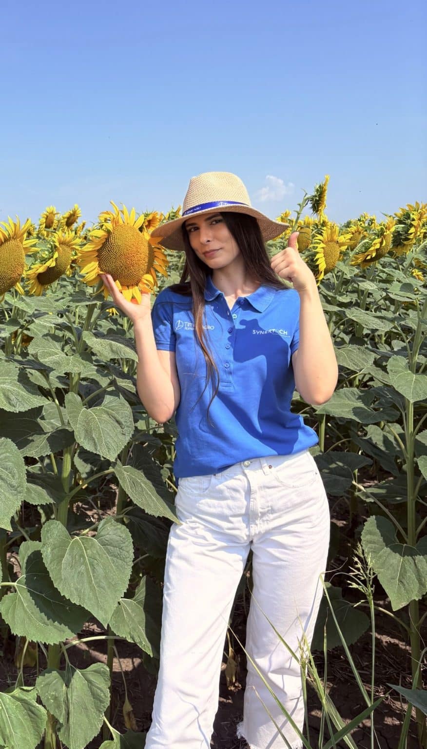 cultura de floarea soarelui