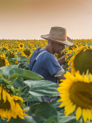 fermier in floarea soarelui