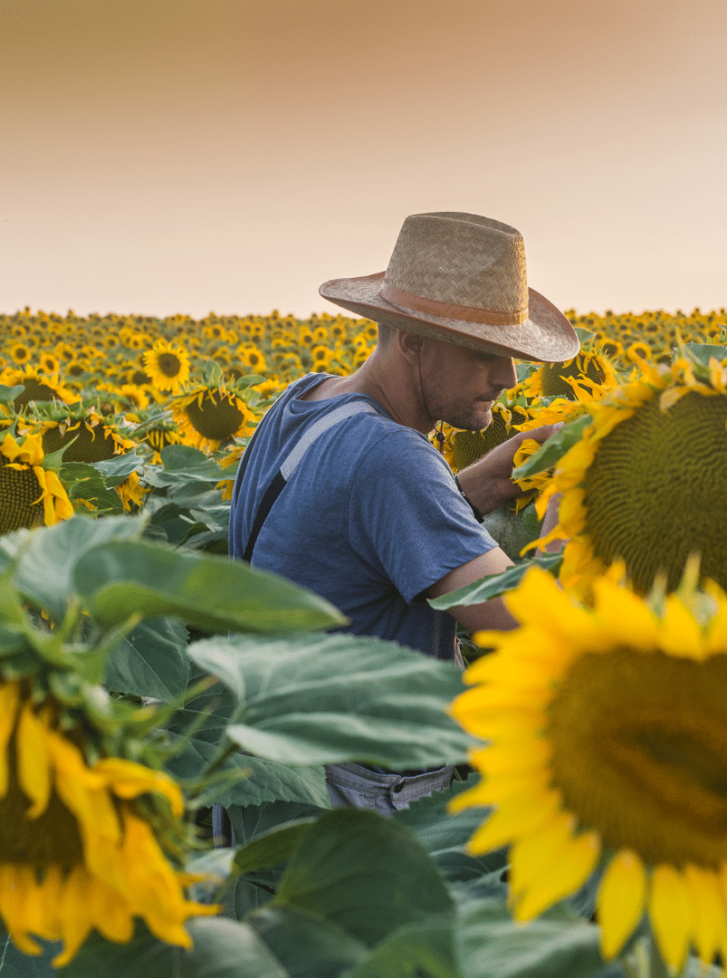 fermier in floarea soarelui