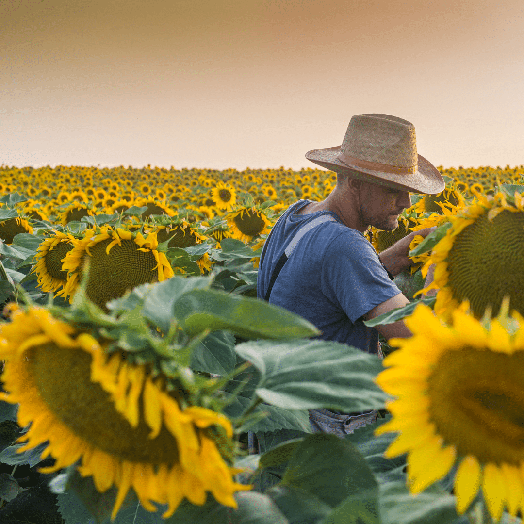 Schema de fertilizare pentru floarea-soarelui