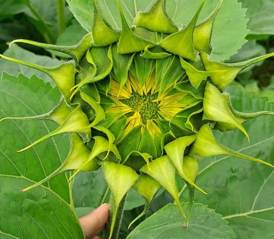 floarea soarelui verde