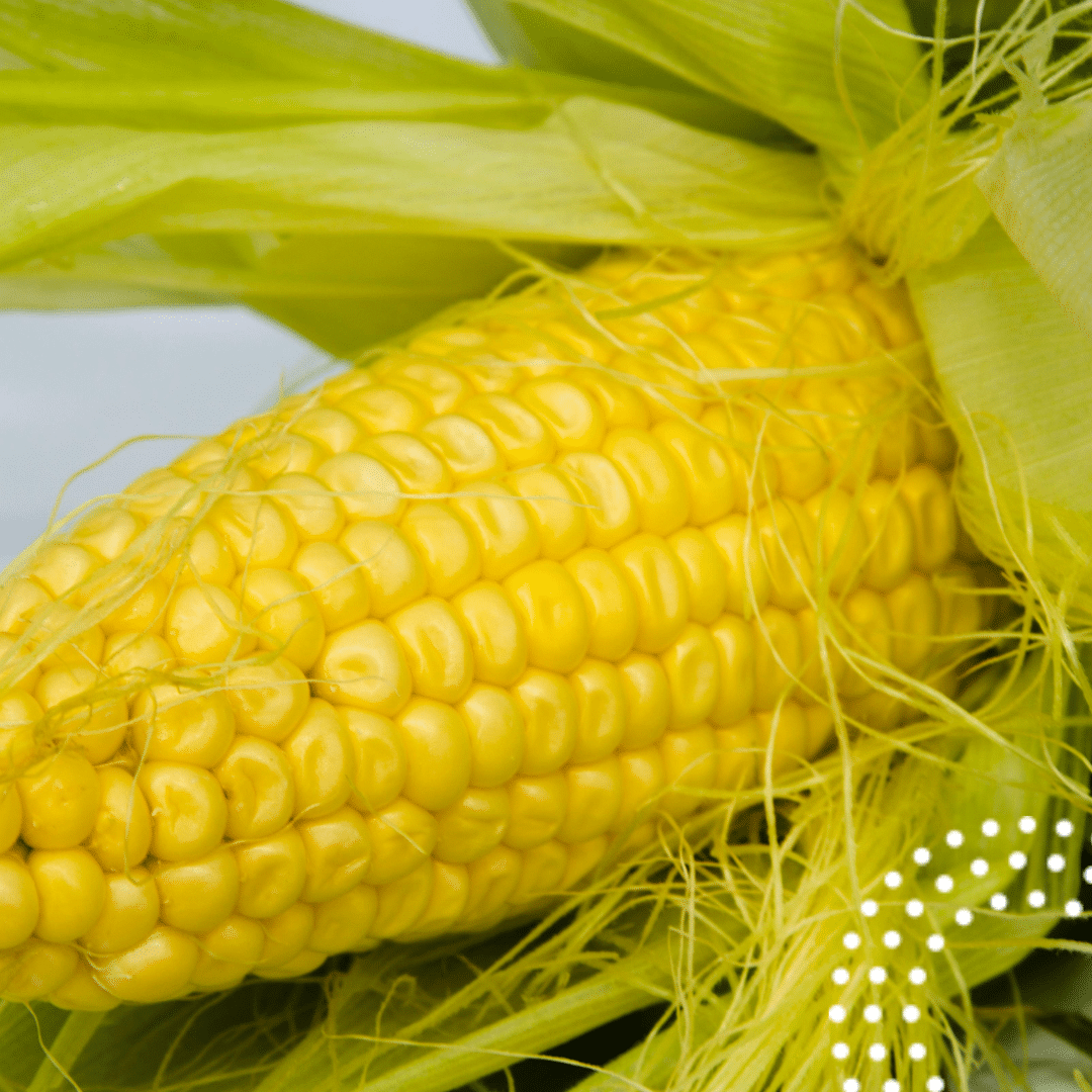 setare productie porumb