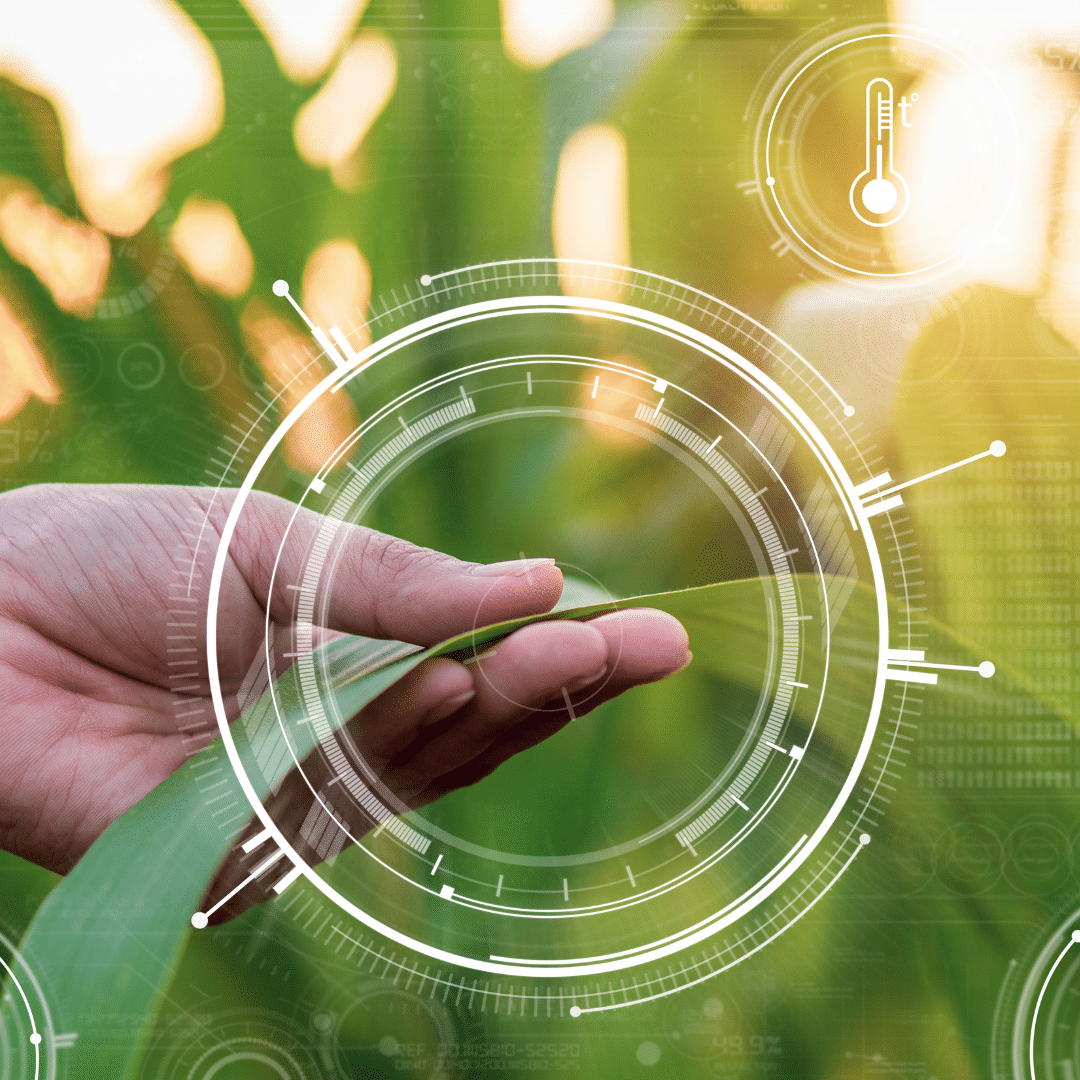 fertilizare-foliara-porumb