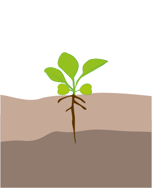 crestere vegetativa varza