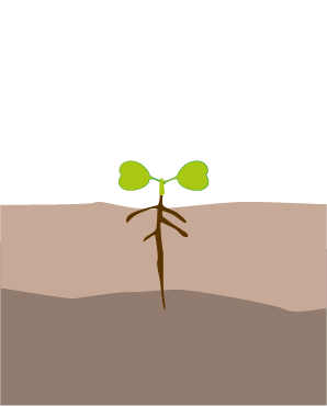 fertilizare baza varza