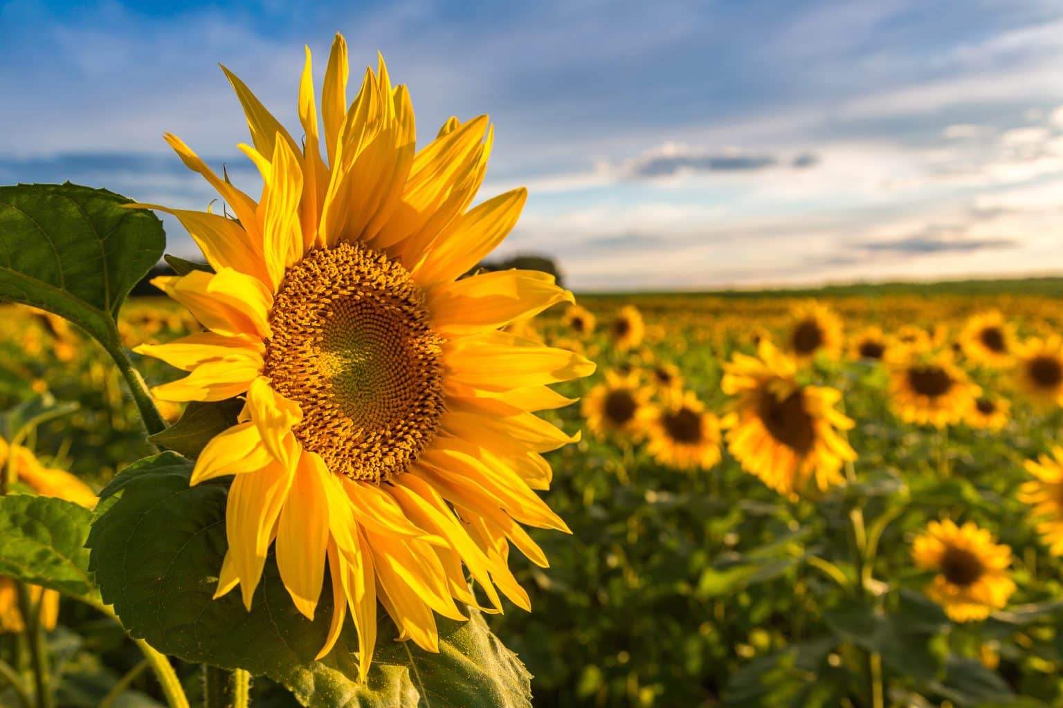 field of blooming sunflowers