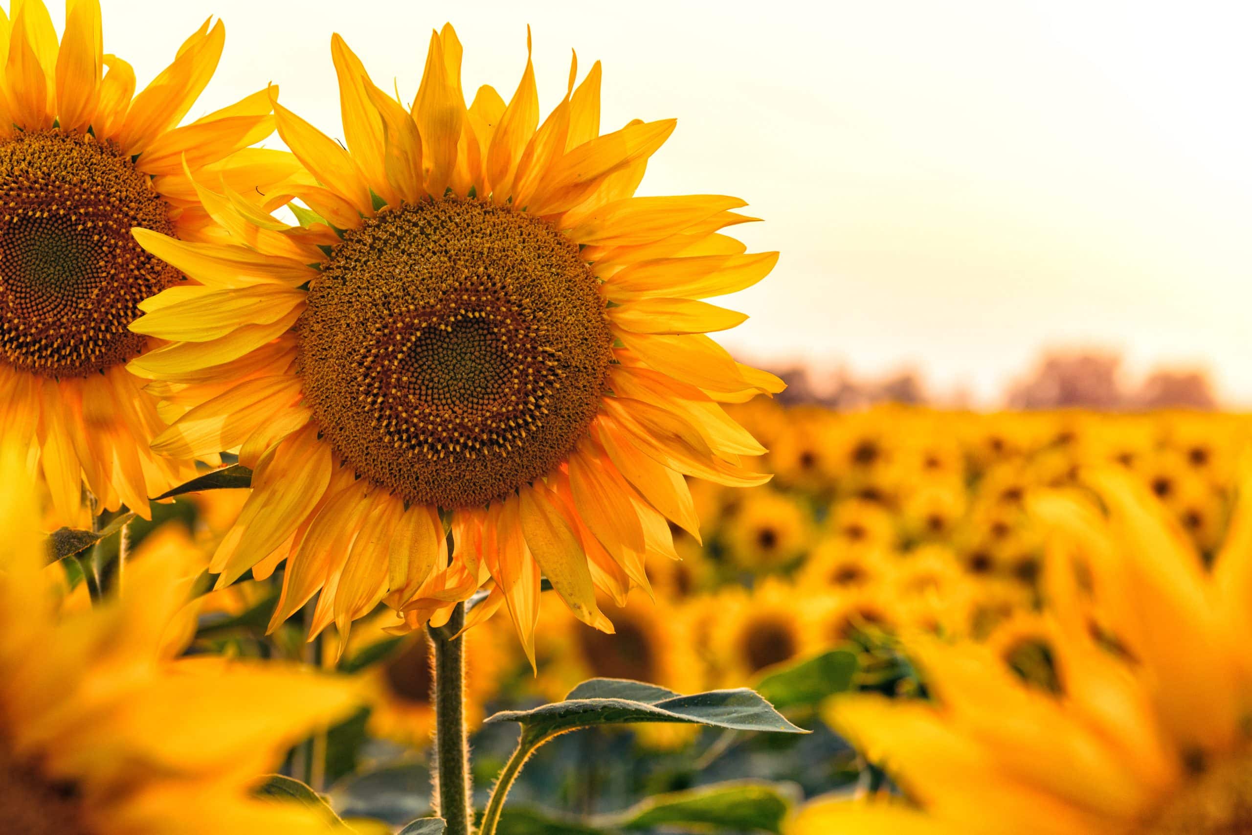 sunflower