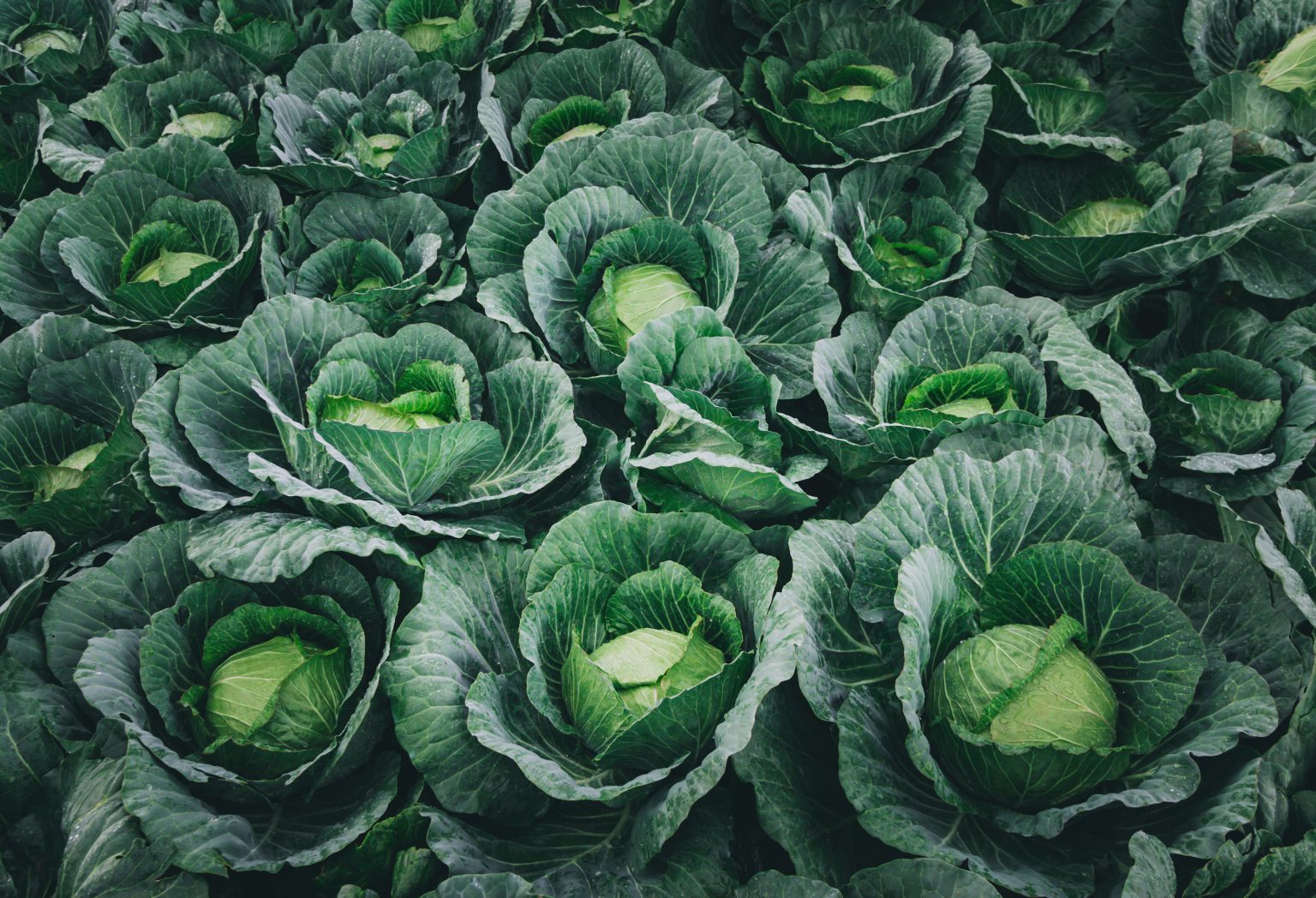 fresh cabbage head in the farm.