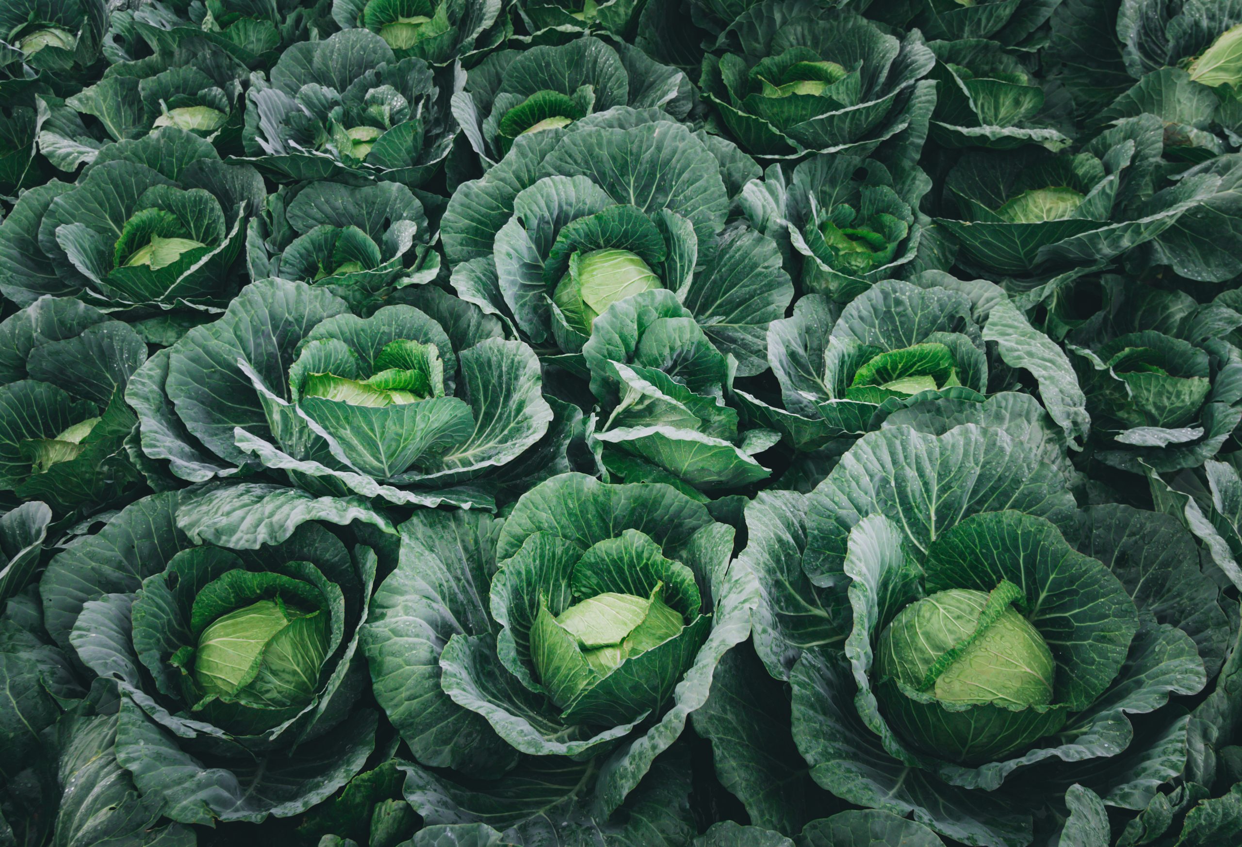 fresh cabbage head in the farm.