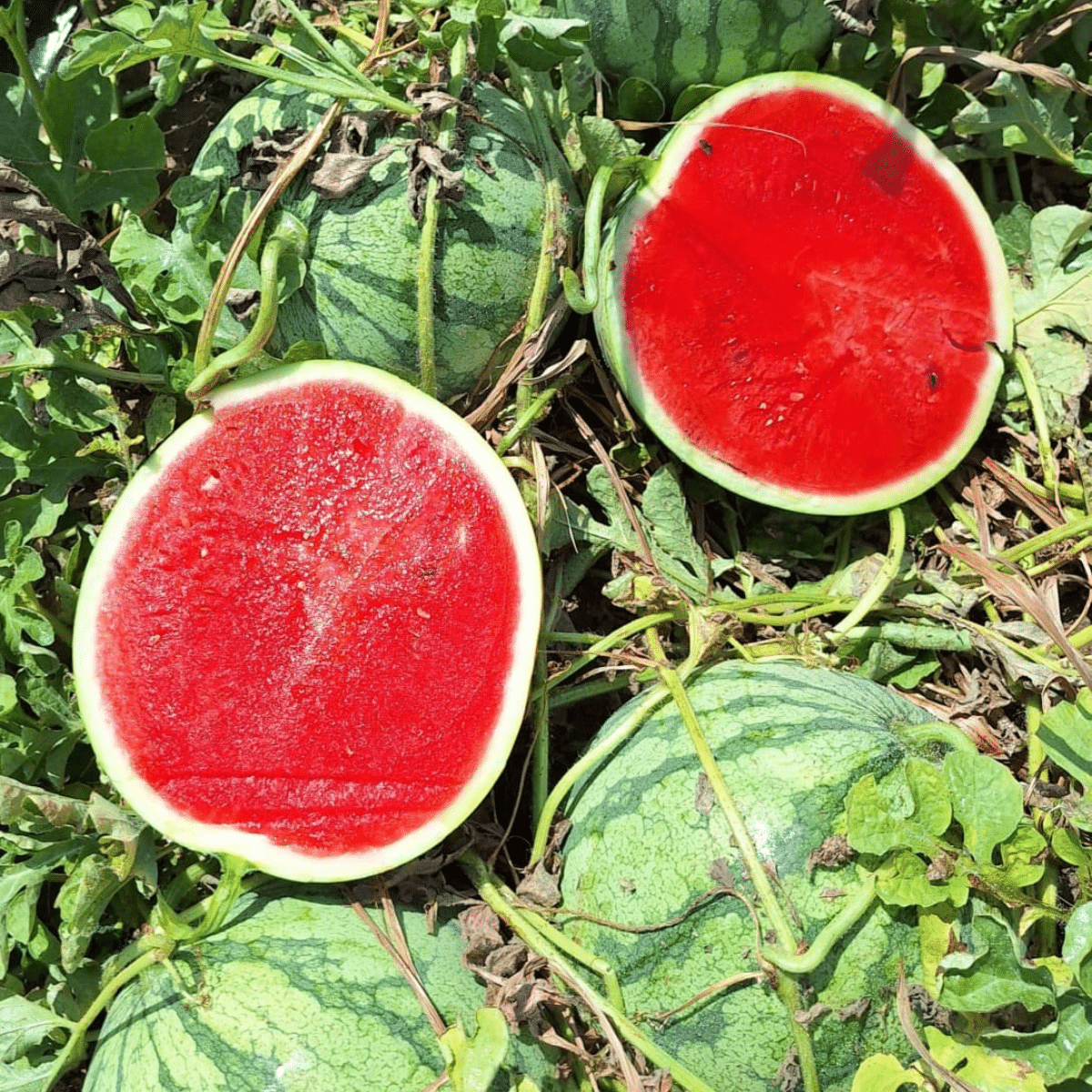 Fertilizare Pepeni Verzi