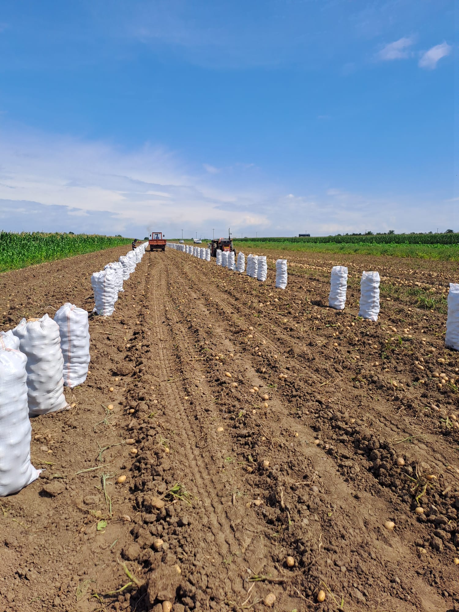 Cultivarea cartofului
