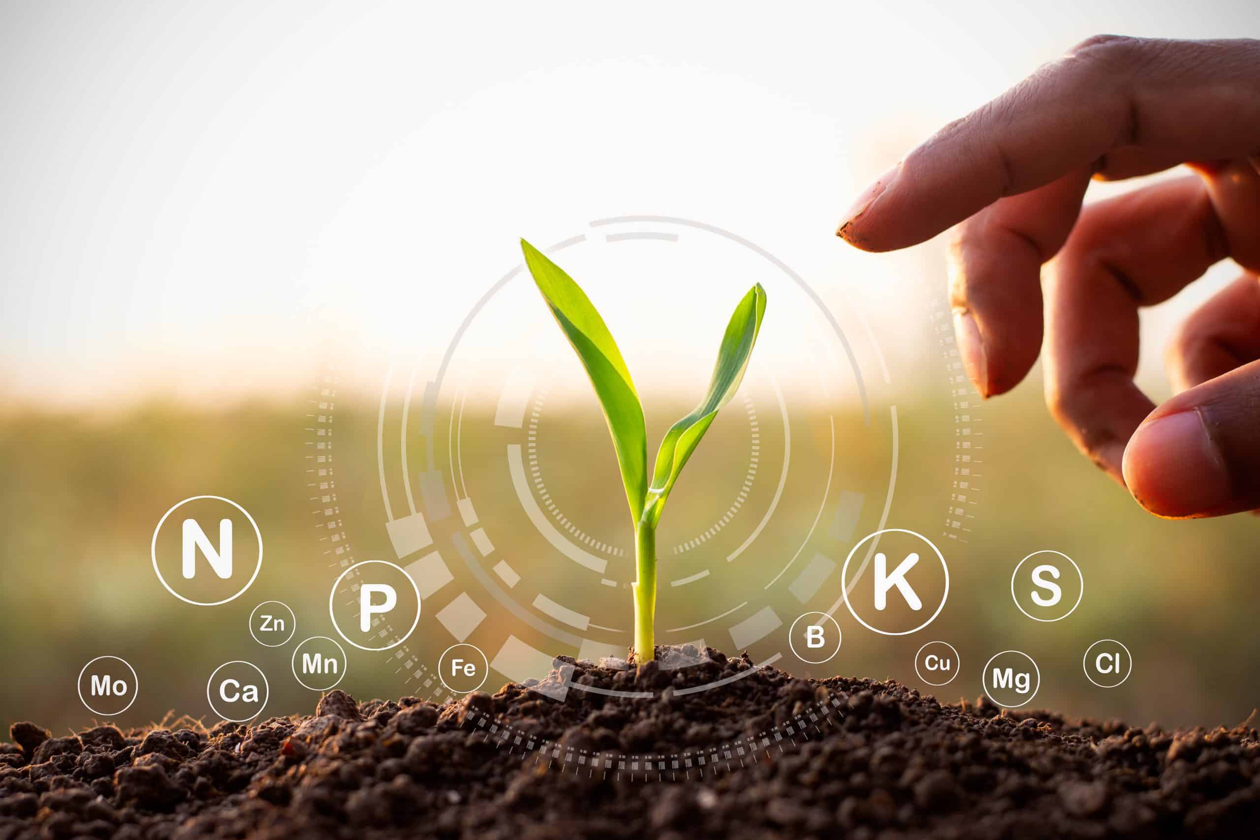 the sprouts of corn were growing and there was a technology icon around it, while the man's hand was gently touching.