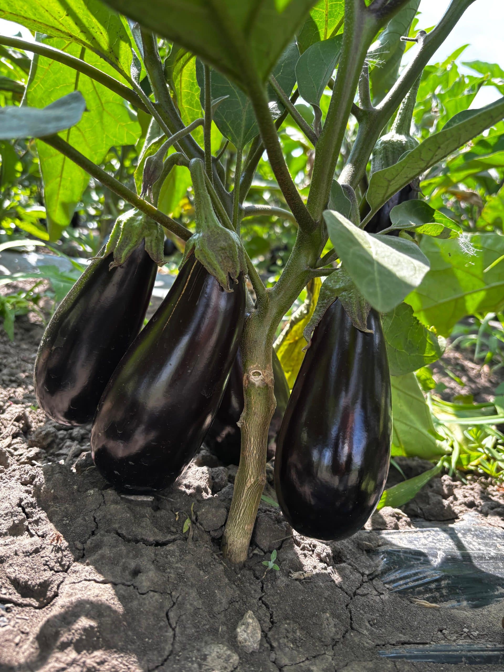 http://Discută%20cu%20un%20expert%20agronom%20TIMAC%20AGRO